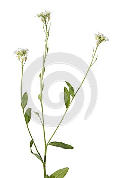 Hoary Alyssum plant isolated on white