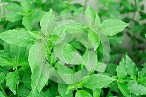Hoary basil or basilicum in the pot, ingredient for cooking
