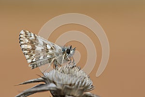 Hoary Captain Butterfly Pyrgus malvae on a dried flower