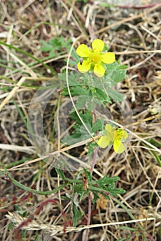 Hoary Cinquefoil Potentilla argentea