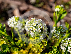 Hoary cress in the Spring