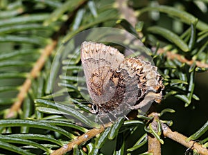 Hoary Elfin Butterfly - Callophrys polios