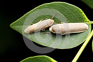 Hoary footman Moth, Eilema caniola