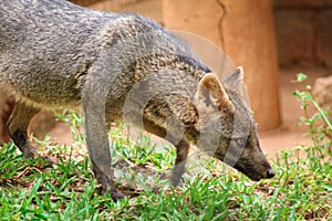 Hoary fox in zoo