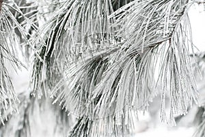 Hoary Frost on Long Evergreen Branches