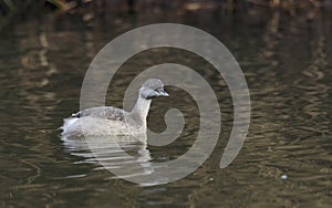 Hoary Headed Grebe with copy space