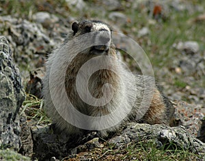 Hoary marmot