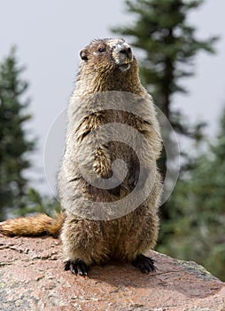 Hoary Marmot photo