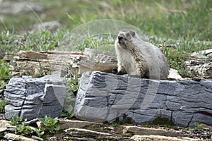 Hoary Marmot