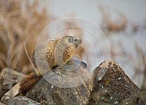 Hoary Marmot #2