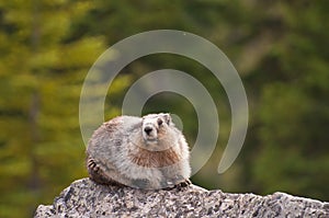 Hoary Marmot