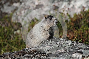 Hoary Marmot