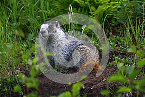 Hoary Marmot photo