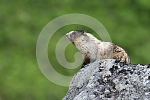 Hoary Marmot