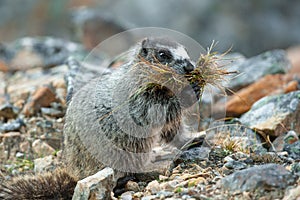 Hoary Marmot