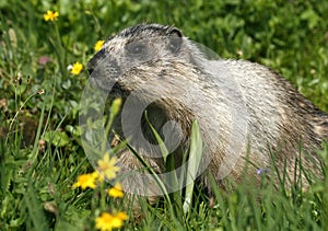 Hoary Marmot photo