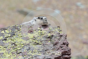 Hoary Marmot