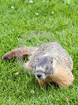 Hoary marmot