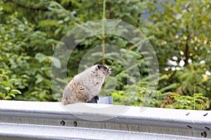 Hoary Marmot  842670