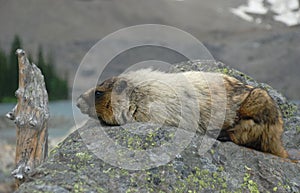 Hoary marmot