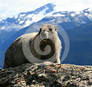 Hoary Marmot in the Alpine