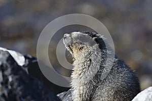 Hoary Marmot in the Canadian Rockies