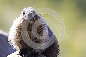 Hoary Marmot in the Canadian Rockies