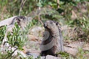 Hoary Marmot in the Canadian Rockies