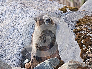 Hoary marmot climbing rocks in Southeast Alaska