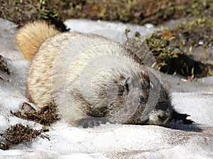 Hoary Marmot Cooling Off in Snow
