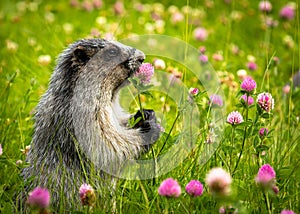 Hoary Marmot Eating Flower, Rocky Mountains