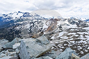 Hoary marmot enjoying the view on Whistler mountain