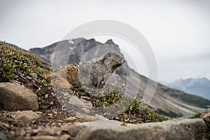 Hoary Marmot