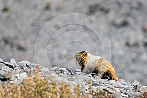 A hoary marmot gathering grasses from a nearby meadow in Mount Rainier National Park