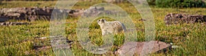 Hoary Marmot Glacier National Park