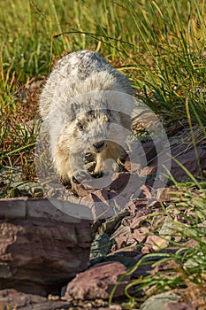 Hoary Marmot Glacier National Park