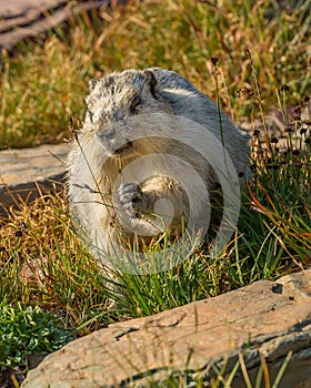 Hoary Marmot Glacier National Park