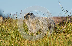 Hoary Marmot Glacier National Park