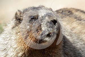 Hoary Marmot - Jasper National Park, Alberta