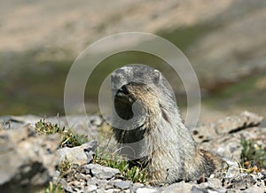 Hoary Marmot Looking at Camera