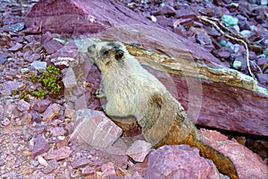 Hoary Marmot (Marmota caligata)