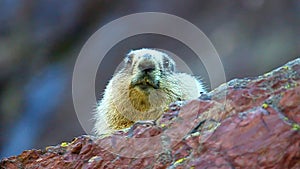 Hoary Marmot (Marmota caligata)