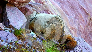 Hoary Marmot (Marmota caligata)
