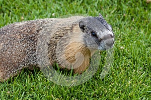 Hoary marmot (Marmota caligata) found in Alberta, Canada
