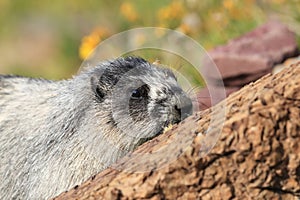 Hoary Marmot , Glacier National Park, USA