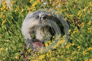 Hoary Marmot , Glacier National Park, USA