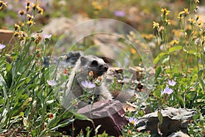 Hoary Marmot , Glacier National Park, USA