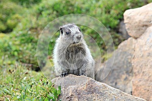 Hoary Marmot in Meadow