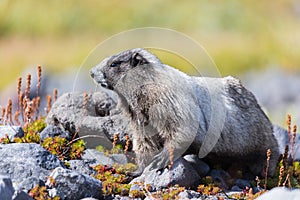 A hoary marmot in a meadow in Mount Rainier National Park