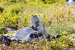 A hoary marmot in a meadow in Mt Rainier National Park